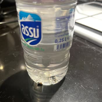 Assu Suyun İçerisinden Böcek Çıktı