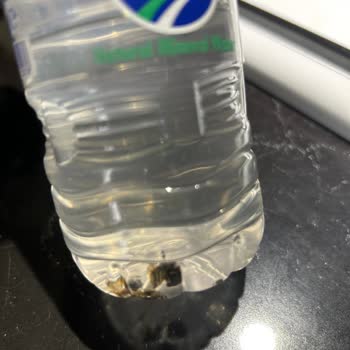 Assu Suyun İçerisinden Böcek Çıktı