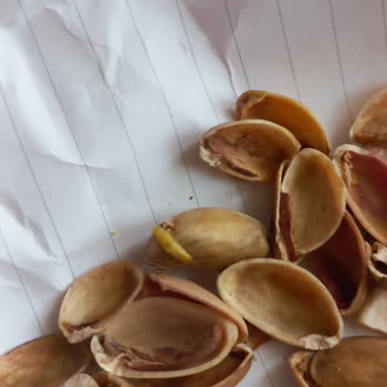 Tatbak Gıda Kuruyemişten Kurt Ve Böcek Çıkması