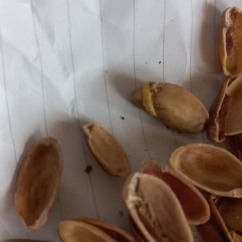 Tatbak Gıda Kuruyemişten Kurt Ve Böcek Çıkması