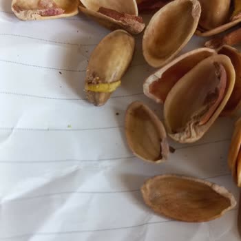 Tatbak Gıda Kuruyemişten Kurt Ve Böcek Çıkması