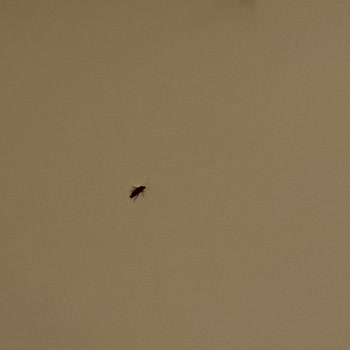 Comet Hotel Deluxe Böcek Dolu Bir Oda