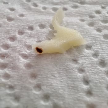 Türkova Süt Tost Peynirinde Kıl Çıktı