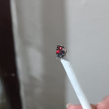 A Piece of Wood Came Out of My Winston Slender Cigarette