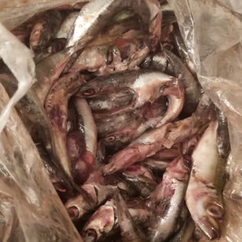 Migros'tan Aldığımız Balık İle İlgili Şikayet