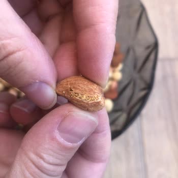 Yemiş Al Kuruyemiş İçinden Kurt Kelebek Çıktı