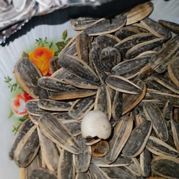 A101'den Alınan Çerezya Marka Çekirdekten Salyangoz Çıktı