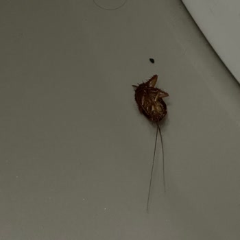 Sueno Hotels Otelin Özensizliği Yaşadığımız Problemler