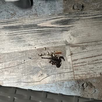 Kiraladığım Villada Akrep Çıktı.