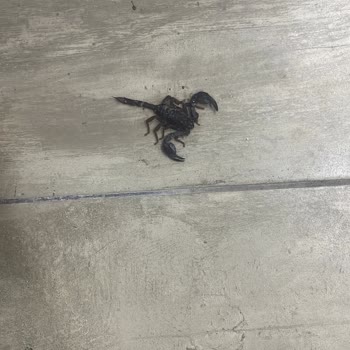 Kiraladığım Villada Akrep Çıktı.