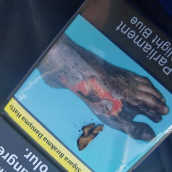 Philip Morris İçinde Tüm Odun Var