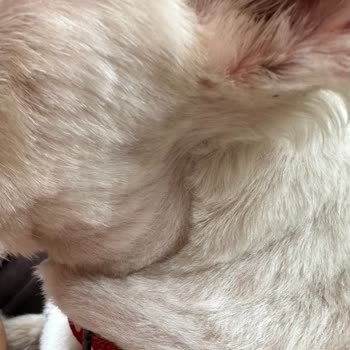 Pet Point Köpeğimize Yapılan Tıraş Hizmeti