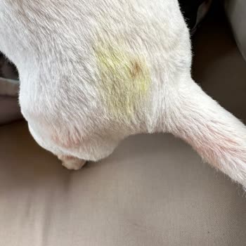Pet Point Köpeğimize Yapılan Tıraş Hizmeti