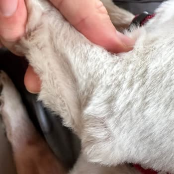 Pet Point Köpeğimize Yapılan Tıraş Hizmeti