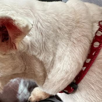 Pet Point Köpeğimize Yapılan Tıraş Hizmeti