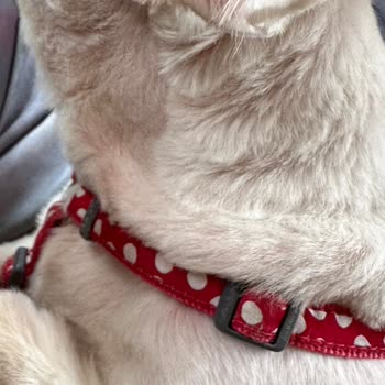 Pet Point Köpeğimize Yapılan Tıraş Hizmeti