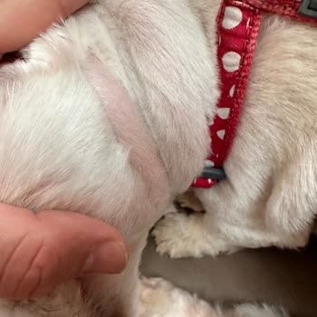 Pet Point Köpeğimize Yapılan Tıraş Hizmeti