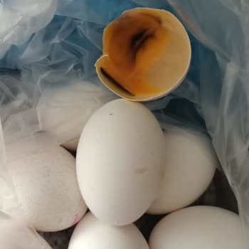 Ada Gross Bozulmuş Yumurta Satışı