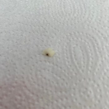 Altınkılıç Ezine Peynirinde Sinek Çıktı