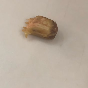 Alimoğlu Baklava A******* Baklavadan Cisim Çıktı