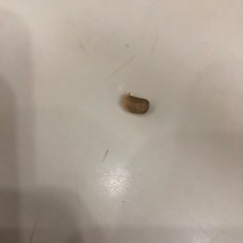 Alimoğlu Baklava A******* Baklavadan Cisim Çıktı