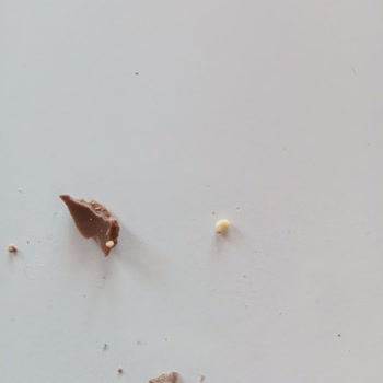 Ozmo Kinder Yumurtadan Aldığım Üründe Kurt Çıktı