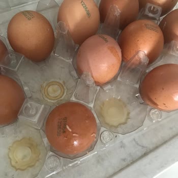 Akuğur AVM Happylife Kurtlu Gelen Yumurtalar