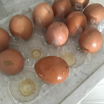 Akuğur AVM Happylife Kurtlu Gelen Yumurtalar