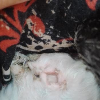 Yaşam Veteriner Katilsin Yaşam Veterineri Pınarbaşı