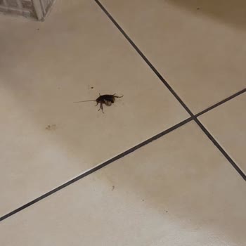 Grand Yazıcı Club Turban Beklentimin Altında Kaldı!