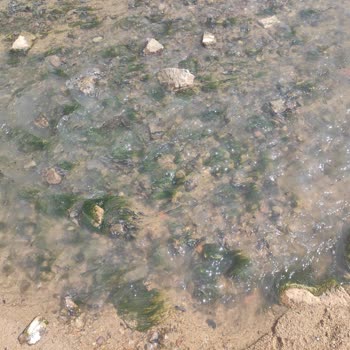 İhlas Armutlu Tatil Köyü Kötü Bir Deneyim!