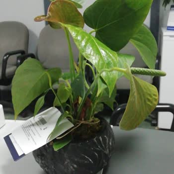 ÇiçekSepeti Çiçek Siparişinin Fotoğraftaki İle Alakasız Gelmesi