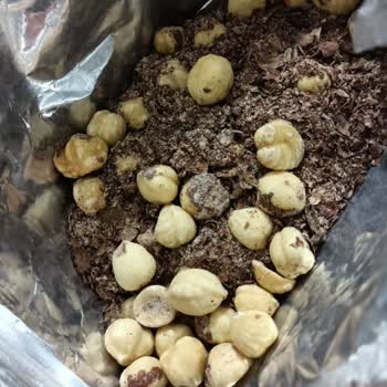 Tarım Kredi Kooperatifi Kavrulmuş Fındık