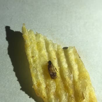 Ruffles Cipsten Böcek Çıktı