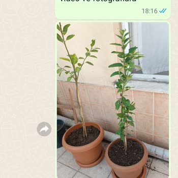 Fidancidan.com FİDANCI'dan Aldığım Mandalina Ve Limonlar Yapraklarla Geldi