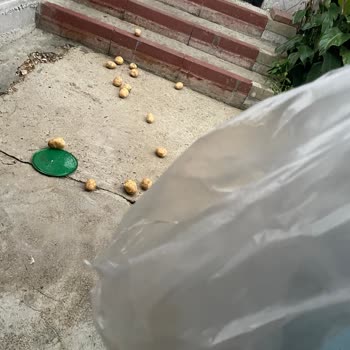 BİM De Manav Poşetleri Yırtılıyor