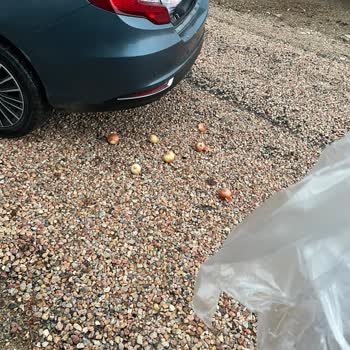 BİM De Manav Poşetleri Yırtılıyor