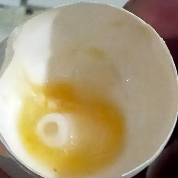 Ercanlar Yumurta Yumurtanın İçinde Bulduğum Şey