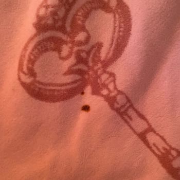 Ck Sapanca Temizlik Ve Hijyen Sorunu