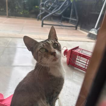 İBB - İstanbul Büyükşehir Belediyesi Tepeören Belediyesi Şaibesi