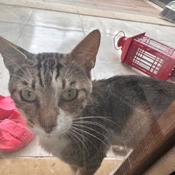 İBB - İstanbul Büyükşehir Belediyesi Tepeören Belediyesi Şaibesi