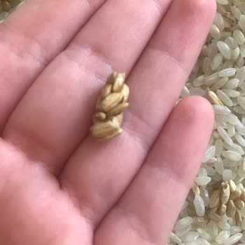 Tat Gıda Tat Osmancık Pirinç Bozuk Çıktı.
