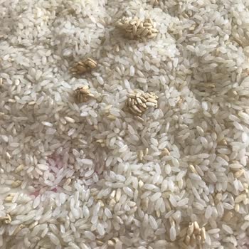 Tat Gıda Tat Osmancık Pirinç Bozuk Çıktı.