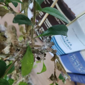 ÇiçekSepeti Çiçek Sepetinden Gönderilen Mantarlı Hasta Çiçek
