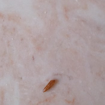 Filiz Makarnanın İçinden Böcek Çıktı