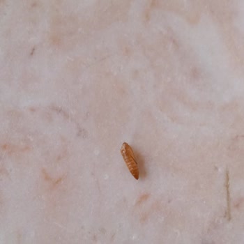 Filiz Makarnanın İçinden Böcek Çıktı