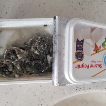 Ekici Peynir Peynirde Bakteri Oluşmuş