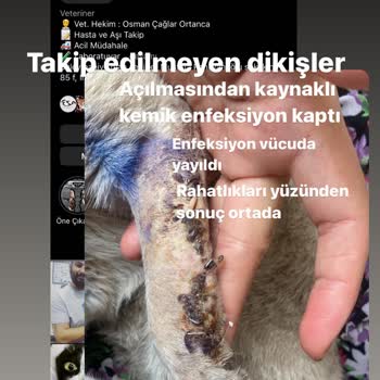 Orca Veteriner Kliniği İnegöl Koruk Tedavisi Sonu Hüzün