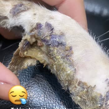 Orca Veteriner Kliniği İnegöl Koruk Tedavisi Sonu Hüzün