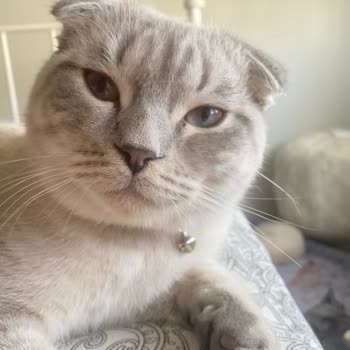 Orca Veteriner Kliniği İnegöl Koruk Tedavisi Sonu Hüzün